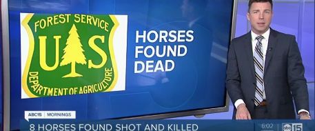 8 horses found shot and killed in Heber-Overgaard, AZ